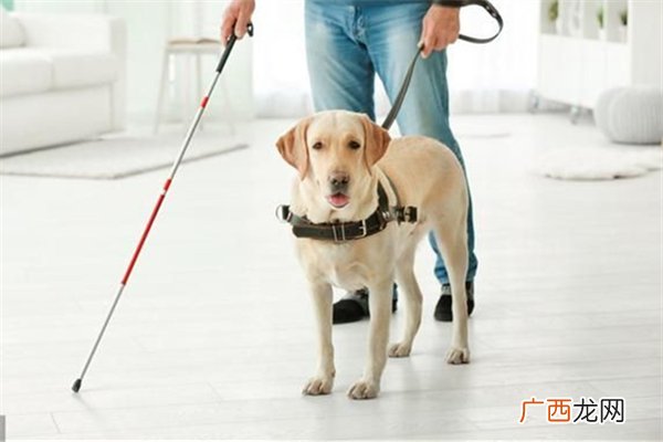 导盲犬可以进入公共场所吗导盲犬一般是什么品种