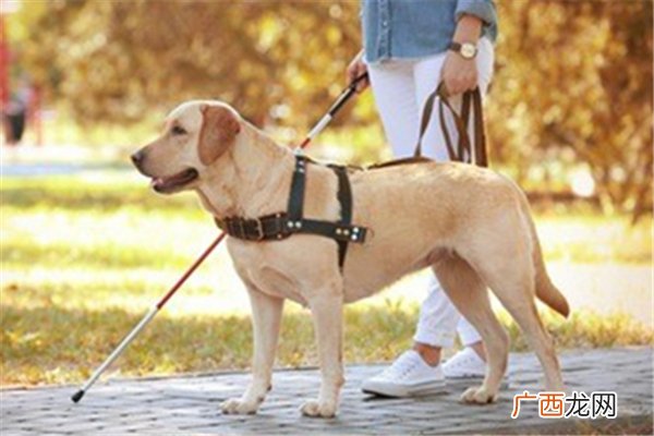 导盲犬可以进入公共场所吗导盲犬一般是什么品种