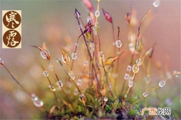 寒露是什么节气寒露会下霜吗