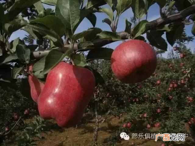 波兰苹果简介,波兰苹果质优价廉原因