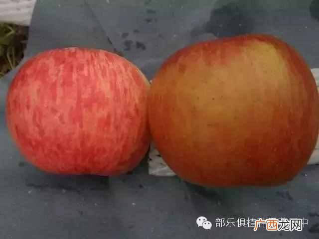 波兰苹果简介,波兰苹果质优价廉原因