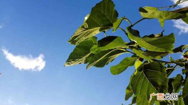 桑枝的奇特功效,桑枝的功效与作用