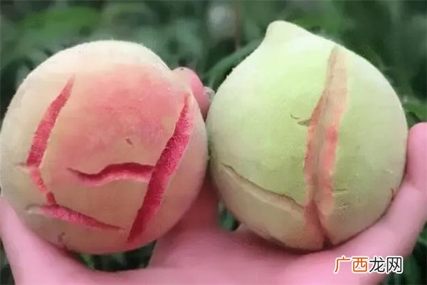 爆炸桃子可以吃吗爆炸桃是新品种吗