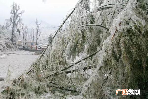 下雪要打伞吗下雪要做什么准备