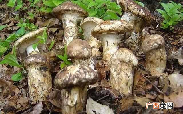 世界上最昂贵的十大美食，你见过几种