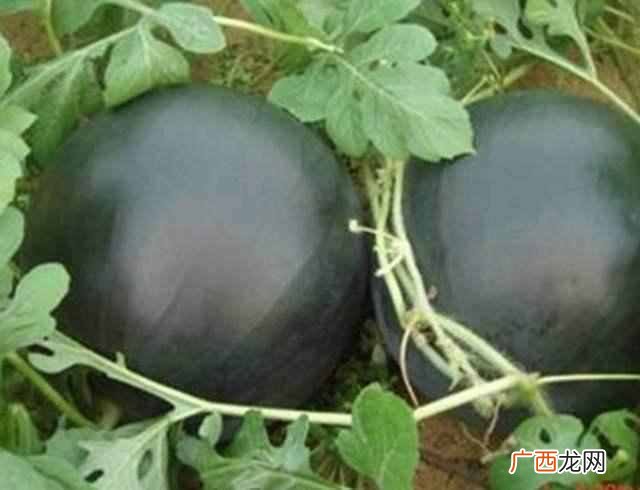 世界上最昂贵的十大美食，你见过几种