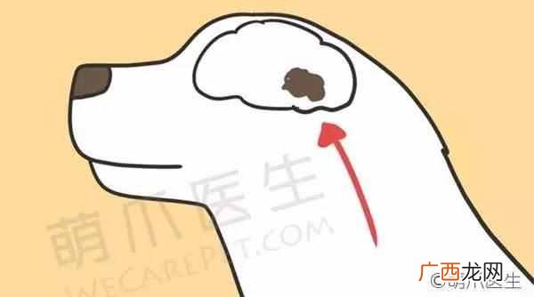 狗狗癫痫发作该怎么办？