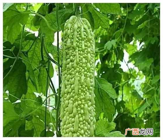 苦瓜为什么苦？只需切掉“苦源”，苦味一点都不留，告诉家人