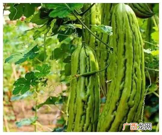 苦瓜为什么苦？只需切掉“苦源”，苦味一点都不留，告诉家人