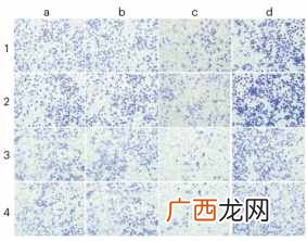 “学术研究警员”是怎样假冒伪劣的？