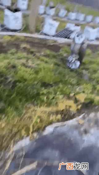 我在澳洲种树莓的故事