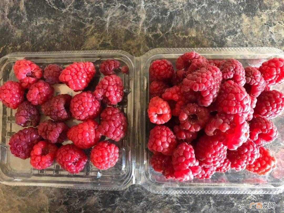 我在澳洲种树莓的故事