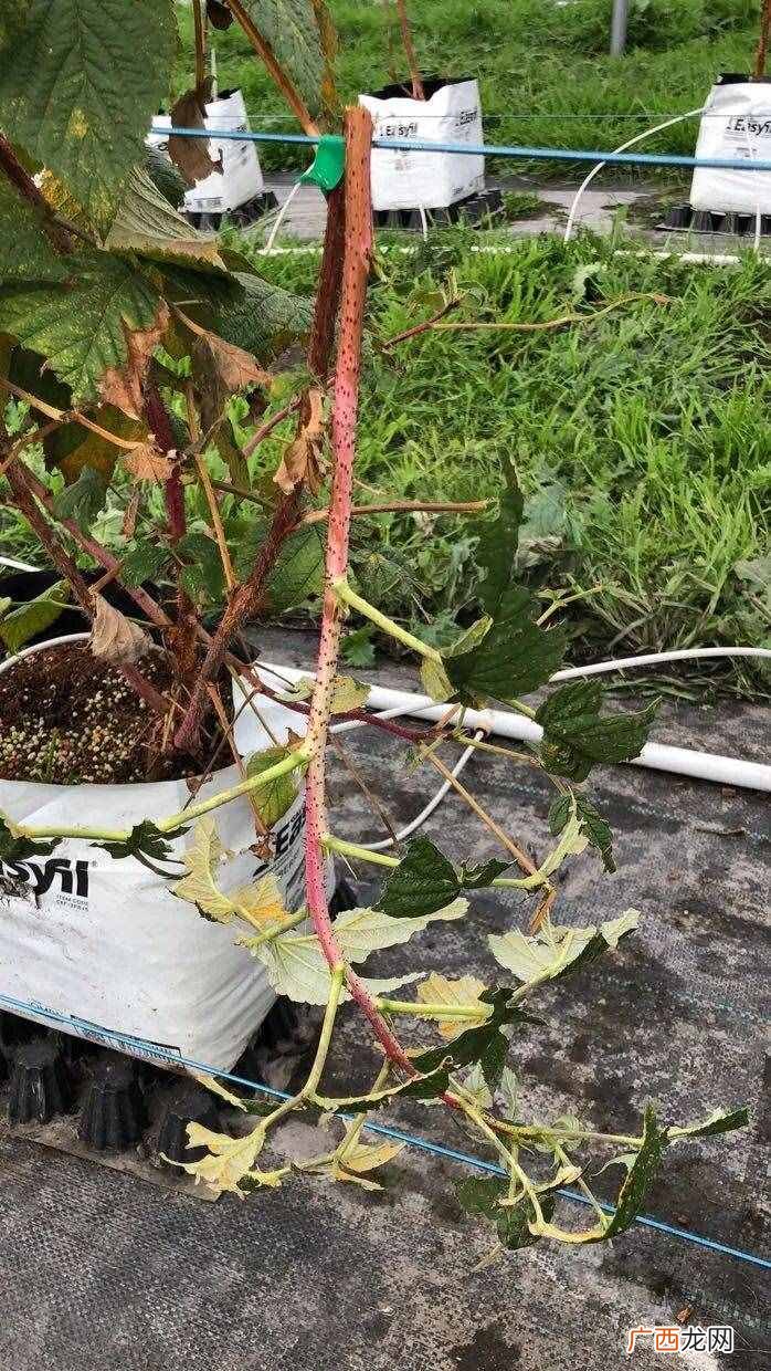 我在澳洲种树莓的故事