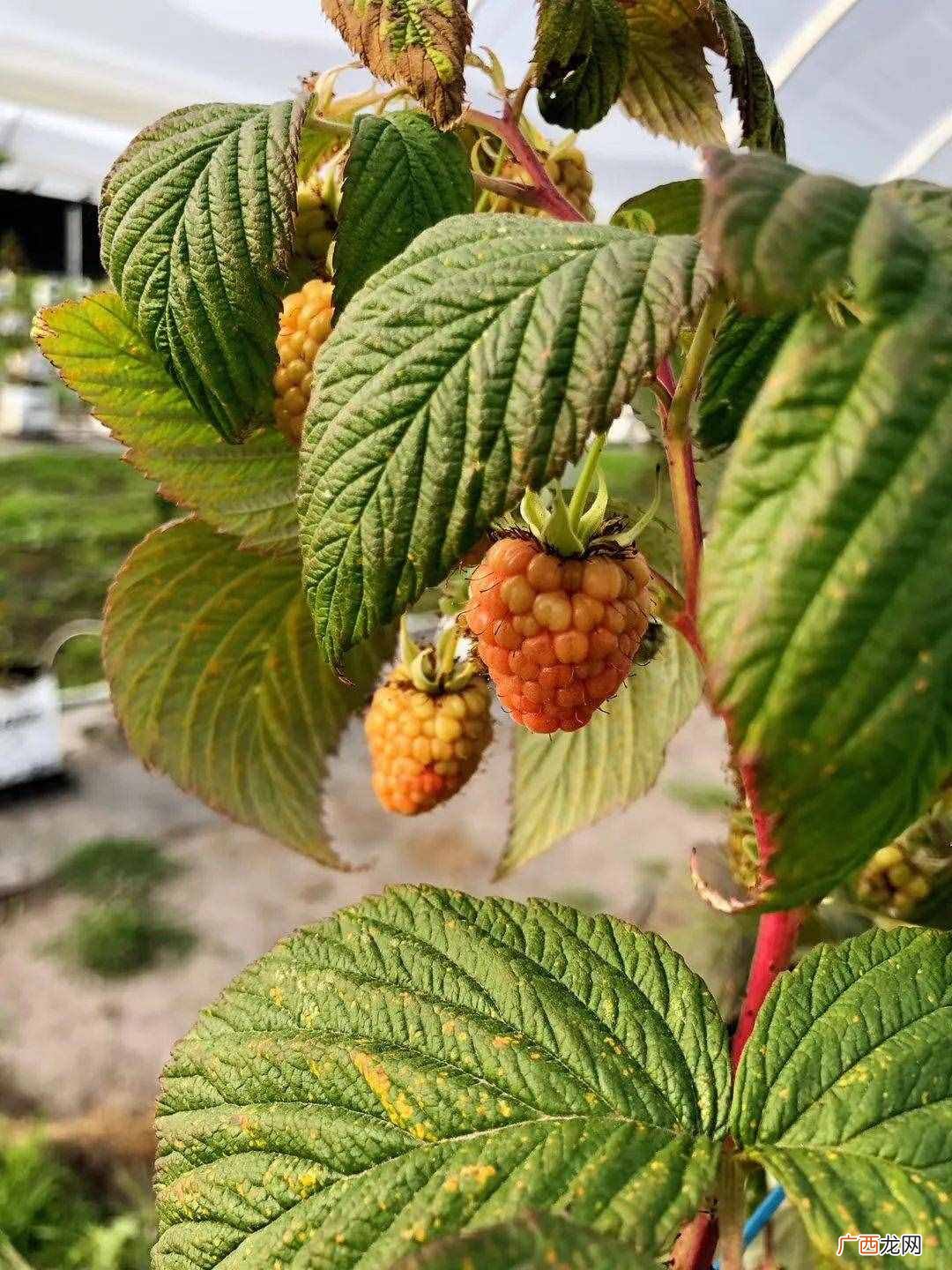 我在澳洲种树莓的故事