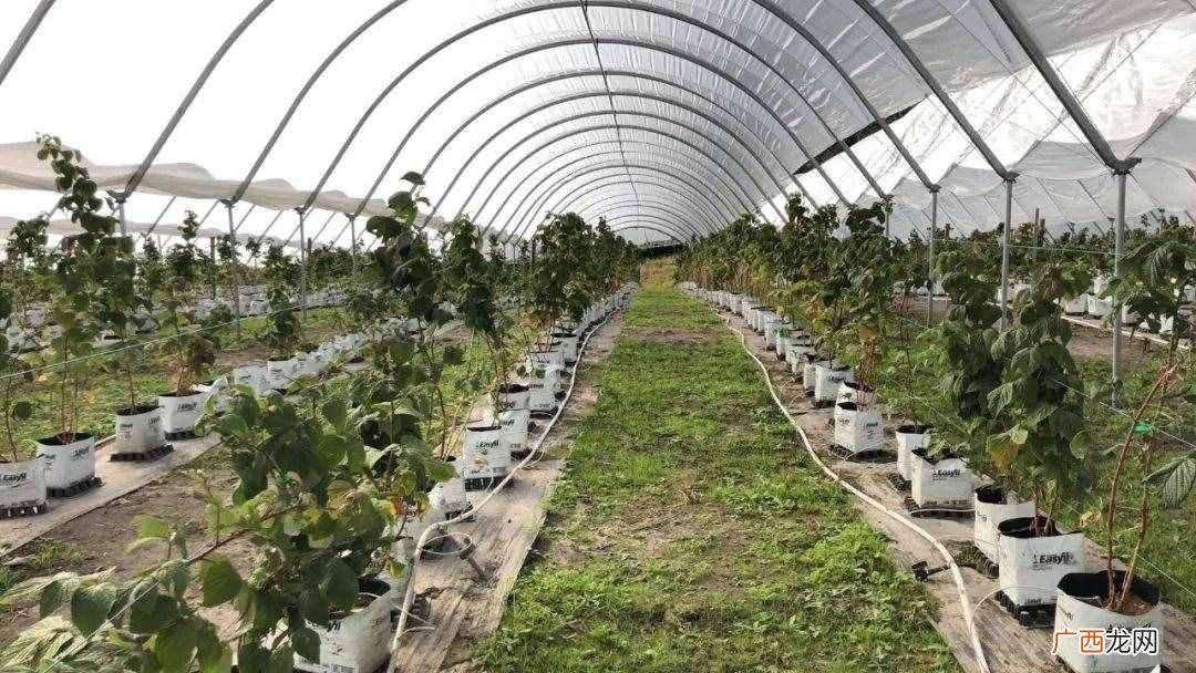 我在澳洲种树莓的故事