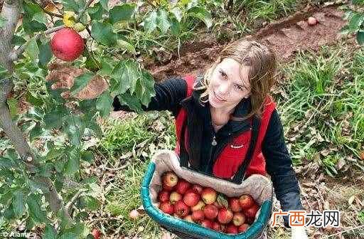 我在澳洲种树莓的故事