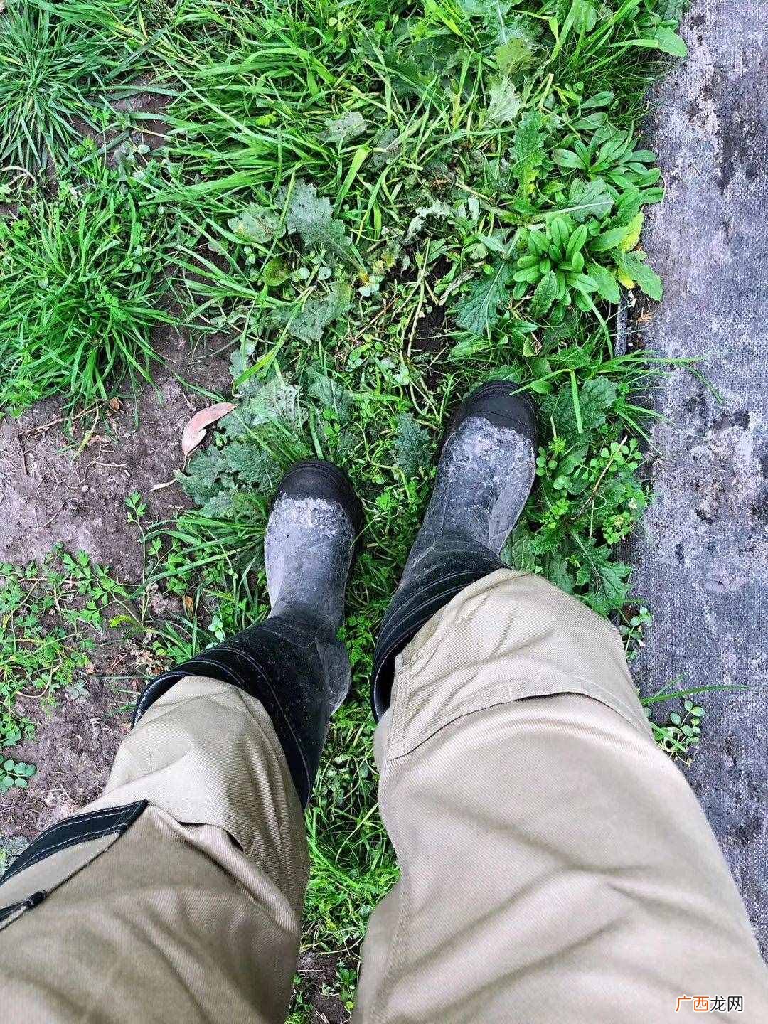 我在澳洲种树莓的故事