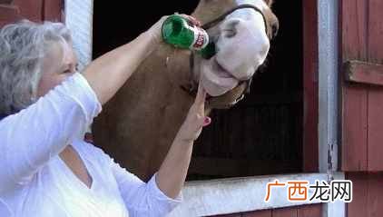 酒后骑马,到底算不算酒驾?