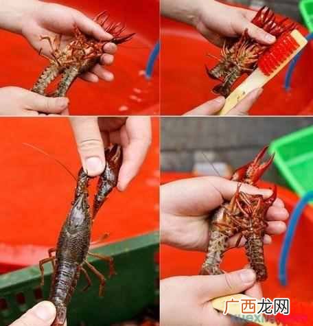 如何洗大龙虾又快又干净？龙虾怎么清洗比较干净？