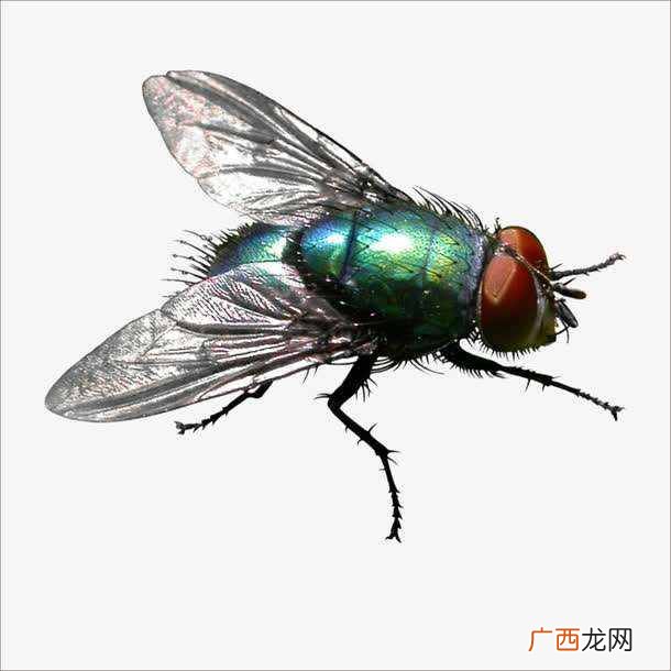 家里很干净为什么有苍蝇？？苍蝇怎么产生的
