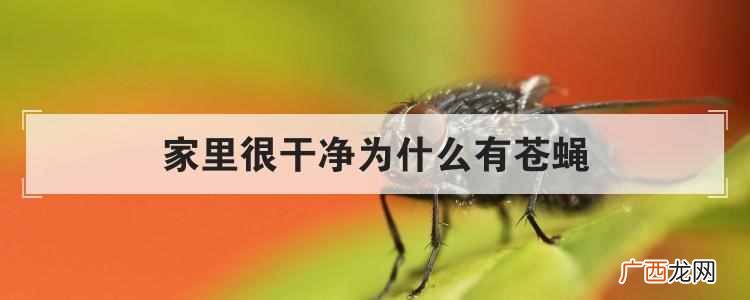 家里很干净为什么有苍蝇？？苍蝇怎么产生的
