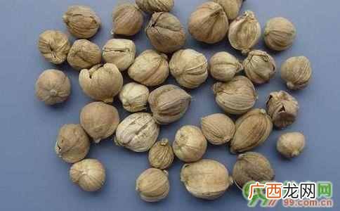 白寇调料是起什么作用的？白蔻的功效与作用