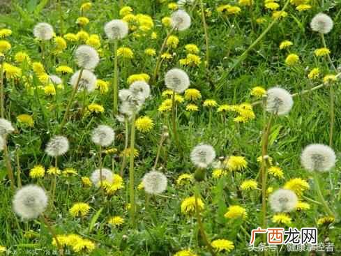 婆婆丁茶怎么做？民间的减肥土方！一天喝3次婆婆丁茶，2周少8斤！