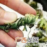 婆婆丁茶怎么做？民间的减肥土方！一天喝3次婆婆丁茶，2周少8斤！