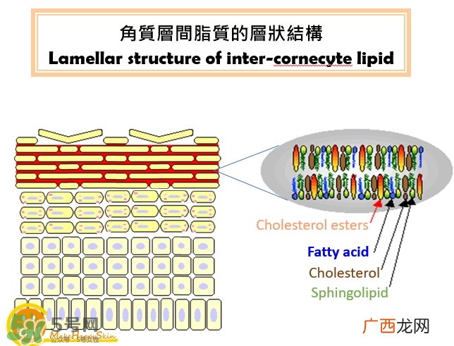 为什么要先乳后水_先乳后水是什么原理