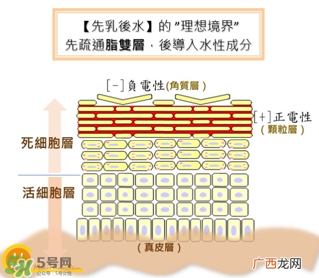 为什么要先乳后水_先乳后水是什么原理