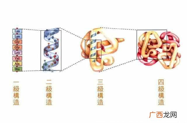 如何冲泡蛋白粉呢？？蛋白粉不能用热水冲泡？