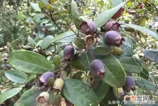 捻子酒的功效，与炮制方法？捻子酒2种家庭自制酿酒方法