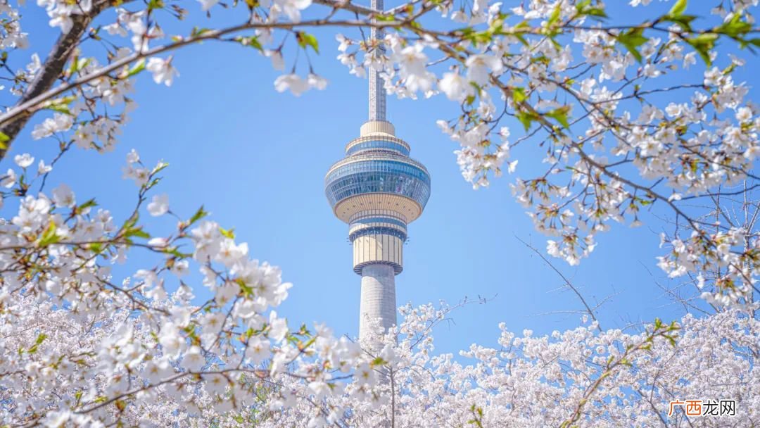 观赏期+观赏地推荐 2022北京樱花什么时候开花？