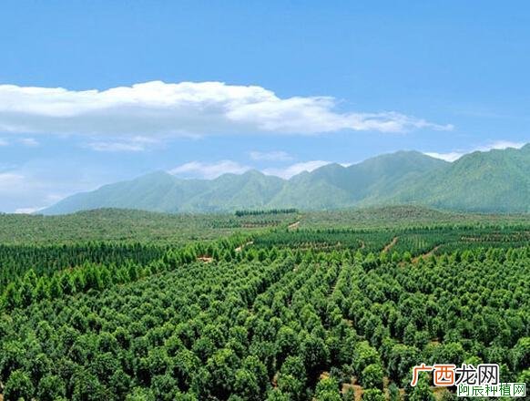 种植桑树应该怎样施肥？桑树施肥技术！