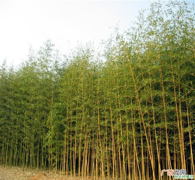 种植桑树应该怎样施肥？桑树施肥技术！