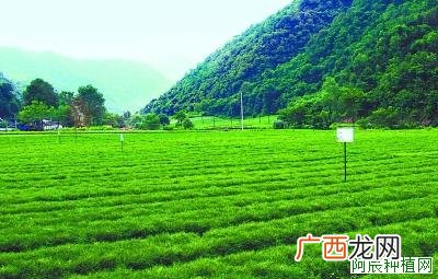种植杨树应该如何施肥？杨树林平衡施肥方法！
