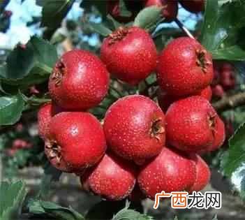不小心吃太饱了怎么办?消食常用的10个方法