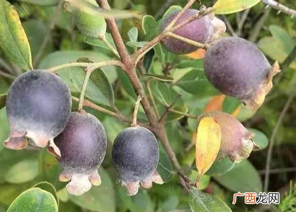 捻子酒的泡制方法？稔子酒两种发酵方法