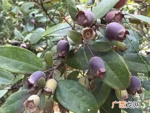 捻子酒的泡制方法？稔子酒两种发酵方法