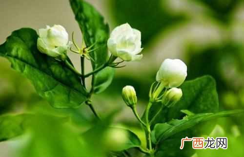 怎么喝茉莉花茶？如何正确冲泡茉莉花茶？