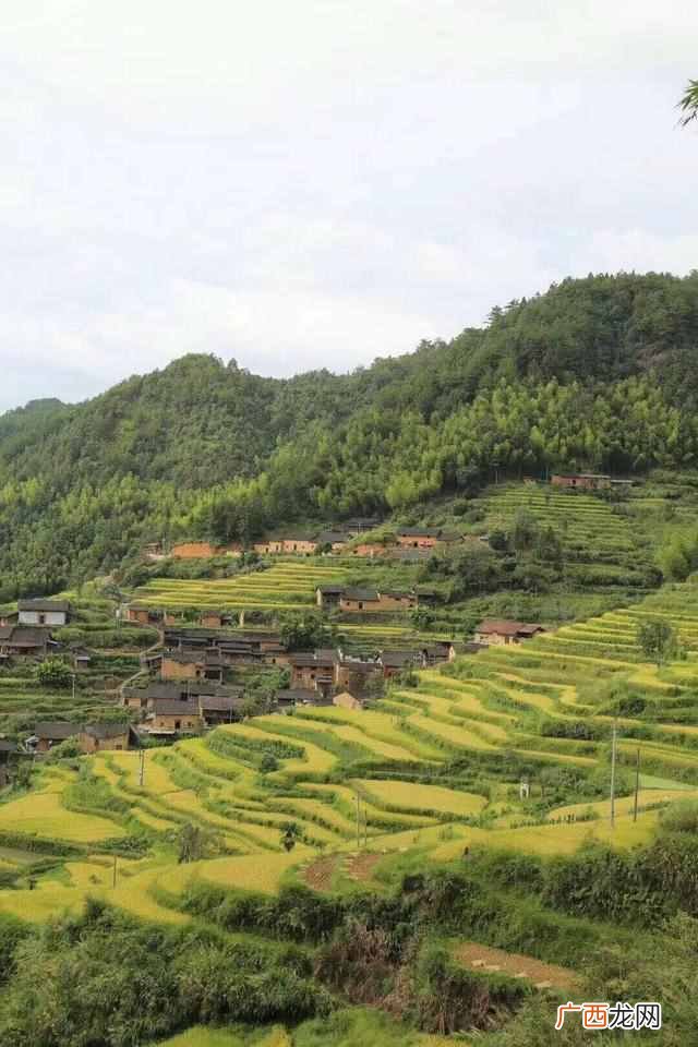 如何泡好大红袍茶？多少度的水适合冲泡大红袍？