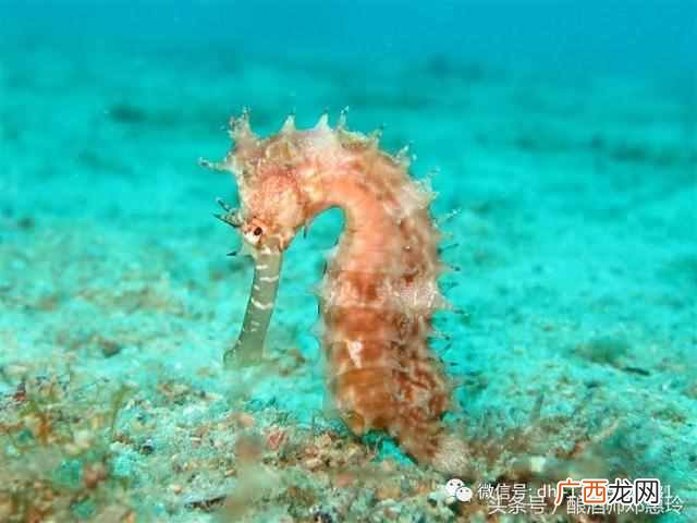 海马酒的制作方法？海马泡酒配方大全