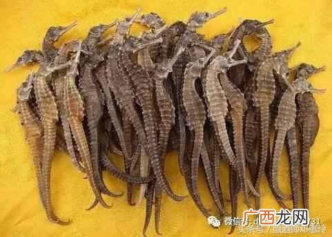海马酒的制作方法？海马泡酒配方大全