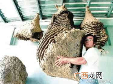 如何自制虎头蜂泡酒？虎头蜂酒制作方法