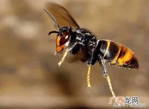 如何自制虎头蜂泡酒？虎头蜂酒制作方法