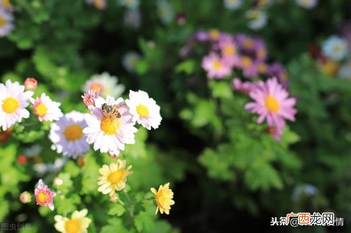 是是非非也就无所谓；放下了 无所谓的图片