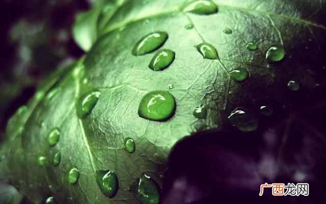 荷叶为什么不沾水？水上漂又是怎么回事？