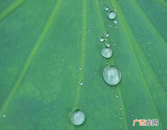 荷叶为什么不沾水？水上漂又是怎么回事？