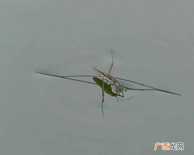 荷叶为什么不沾水？水上漂又是怎么回事？