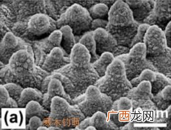 荷叶为什么不沾水？水上漂又是怎么回事？